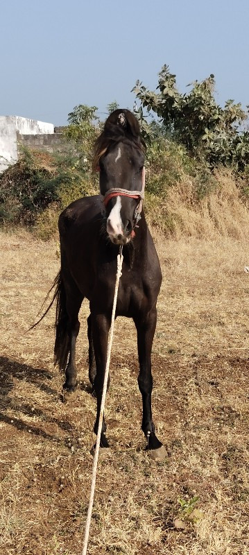 વછેરી વેચવાની છ...