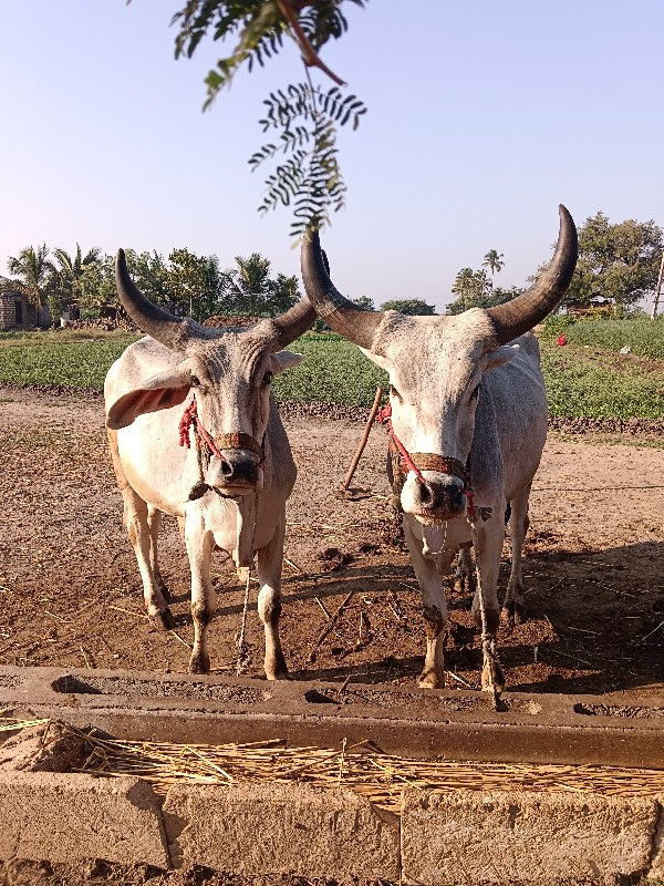 વડીયારા વાસડા વ...