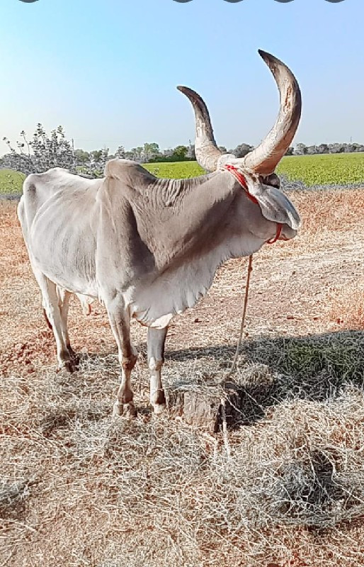 બળદ વેચવાનો છે...