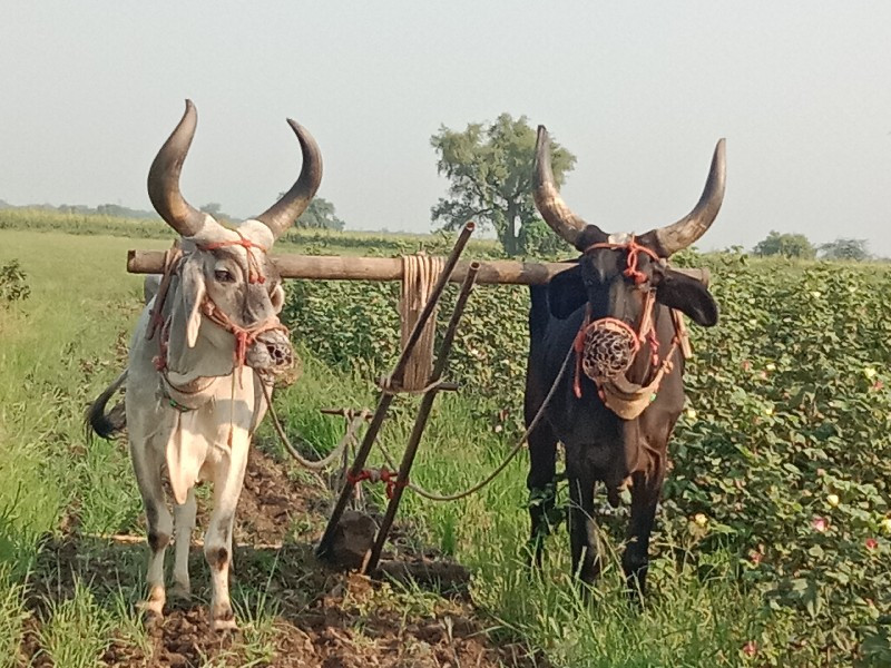 બળદ વેચવા ના છે...