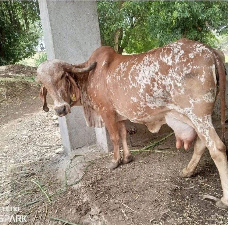 ગીર ગાય વેચવાની...