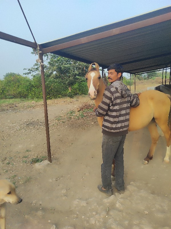 પ્યોર કાઠિયાવાડ...