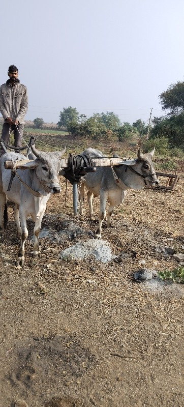 વાચડા વેચવા ના...