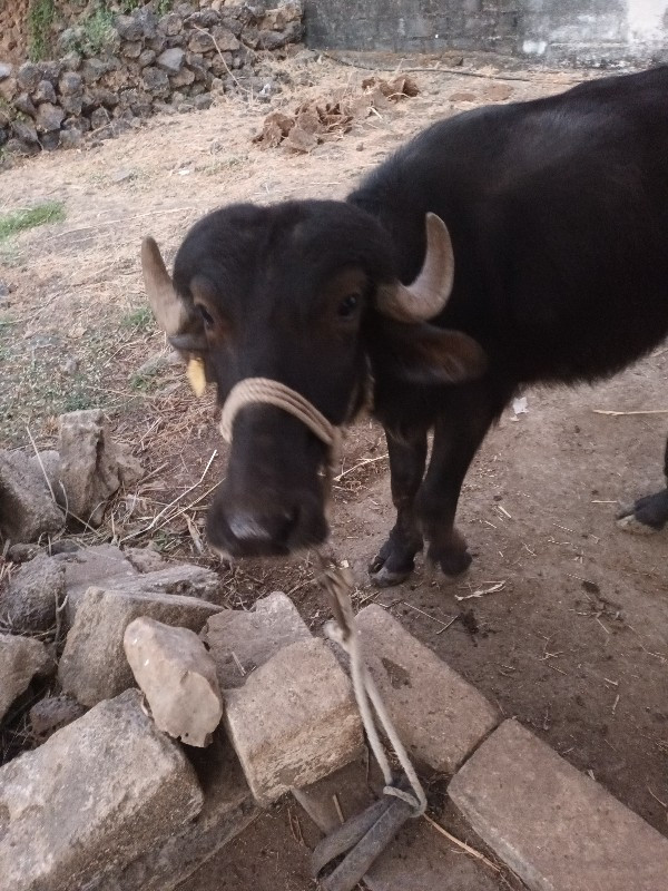 પાડી વેચવાની છે...