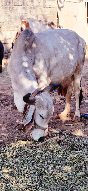 ગીર ગાય