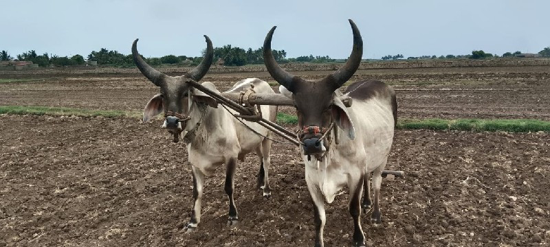 ગોધલા વેચવાના છ...