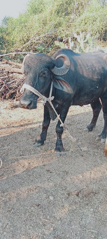 ખડેલું વેચવાનું...