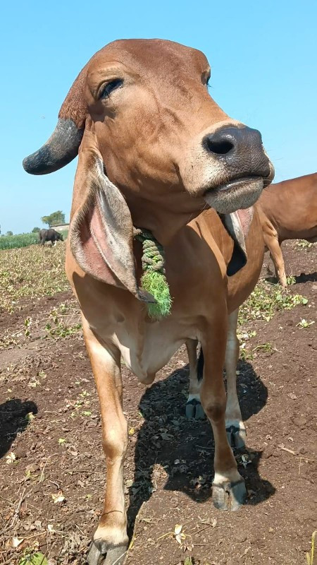 પેલુવેતર ગીર ગા...