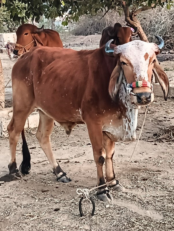 ગોધલા વેચવાના છ...