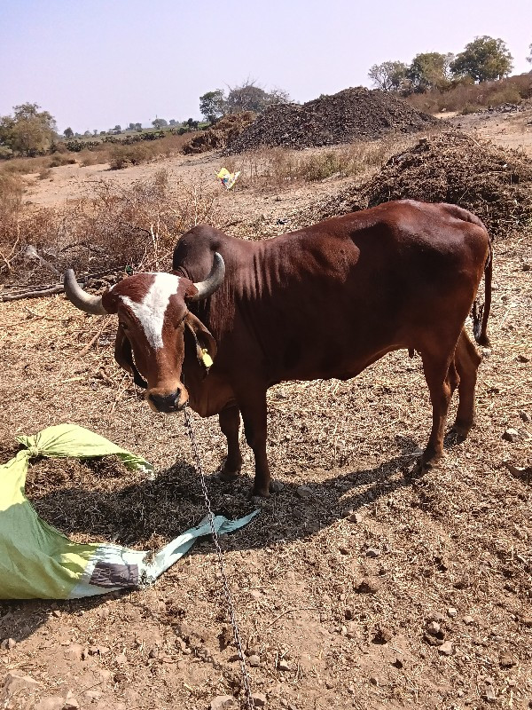 બે ગાય વેચવાની...