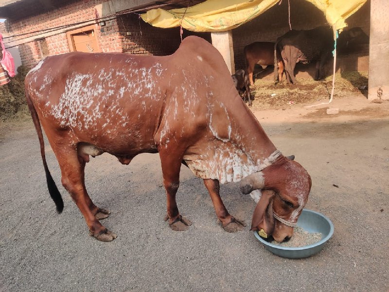 ગાય વેચવાની છે,