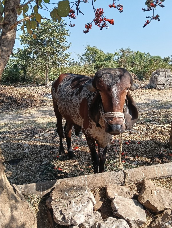 ગોઢલો