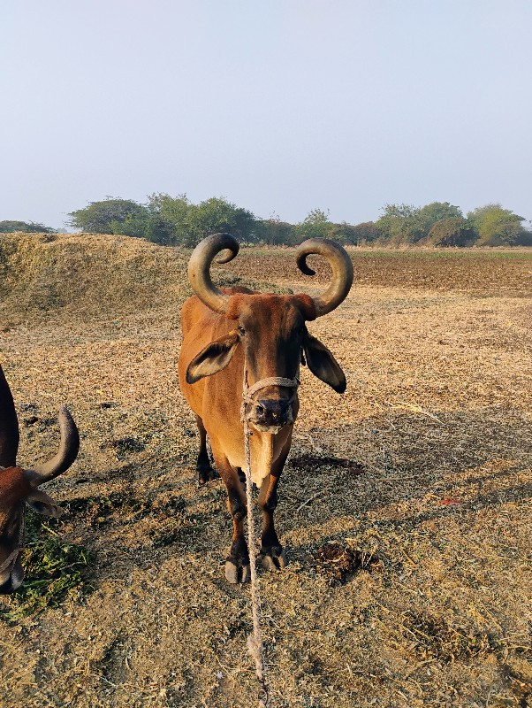 ફુલ ગેરે ટી ચડા...