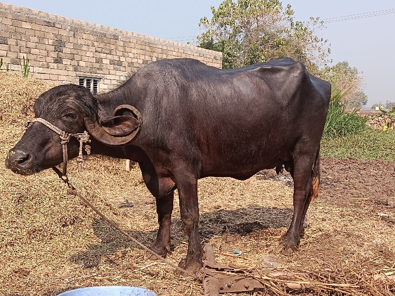 ભેંસ વેચવાની છે