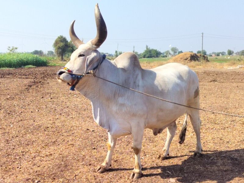 વેચવાનો છે