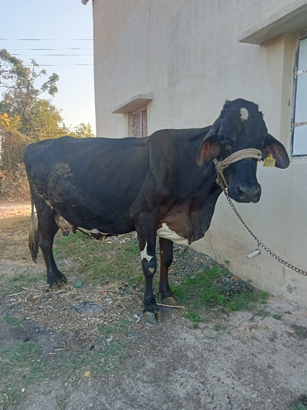 ગાય વેસવાની છે