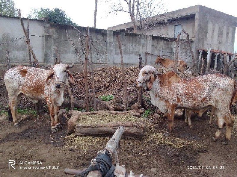 બળદ વેચવા ના છે...