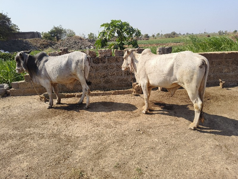 બળદ ની જોડ વેચવ...