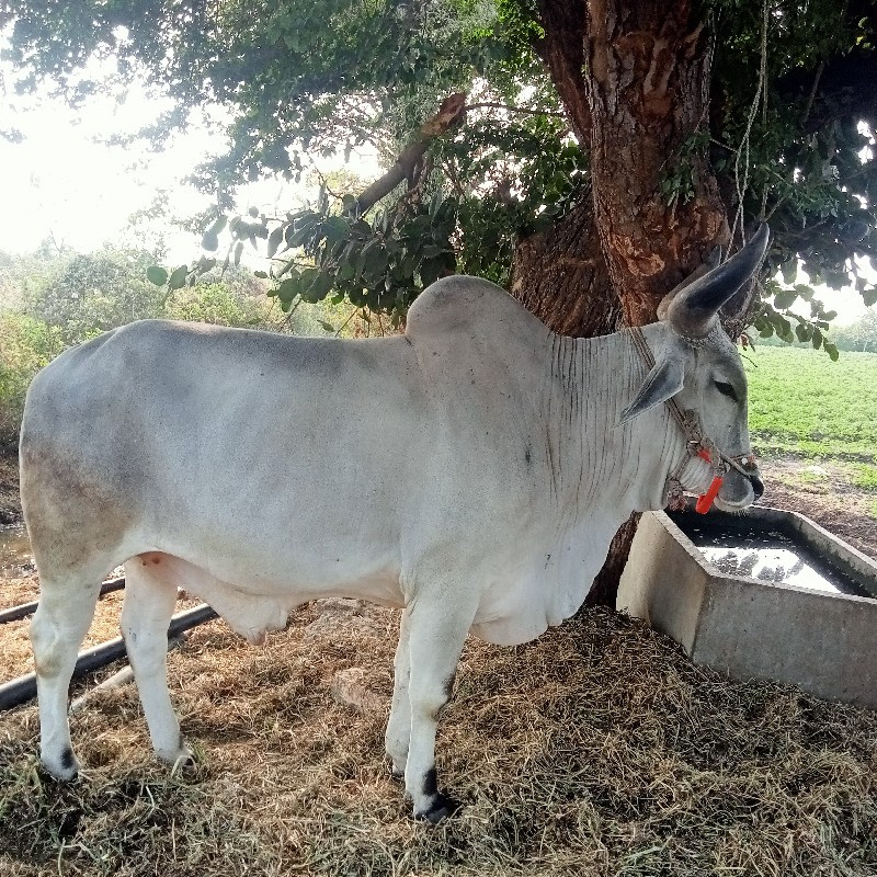 ગોઢલો. વેશવાનોશ...