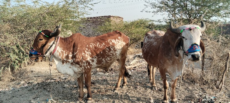 બળદ વેચવાના છે...