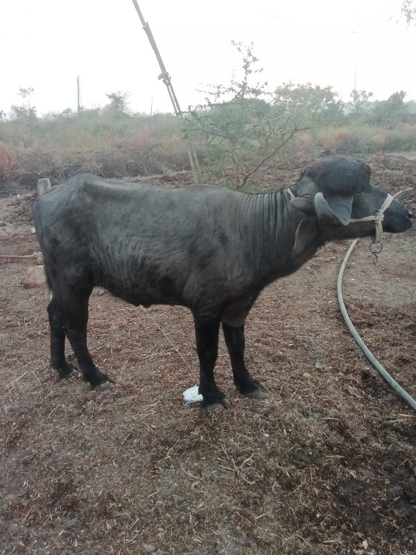 પાડો