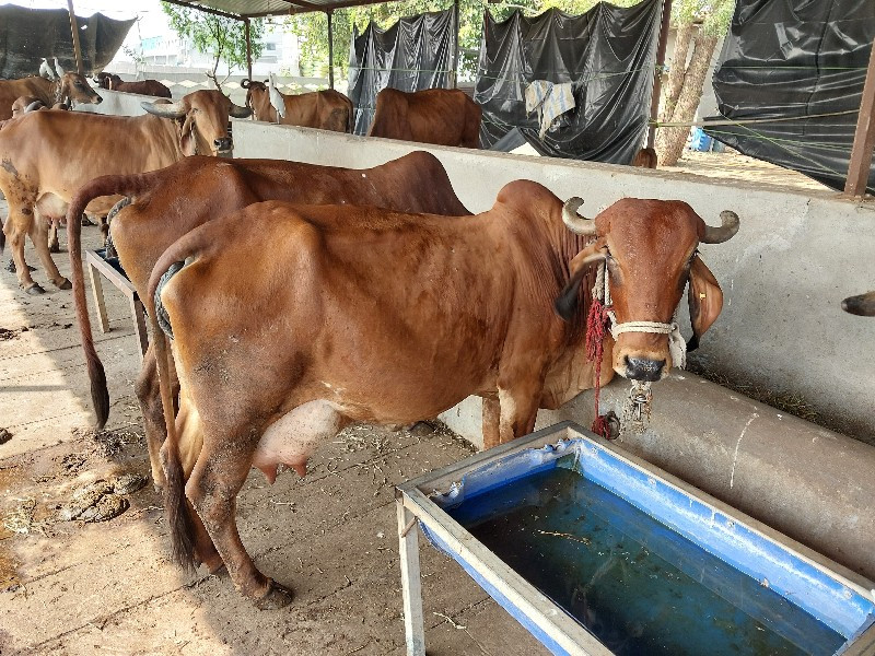 ચોથુ વેતર વીહાવ...