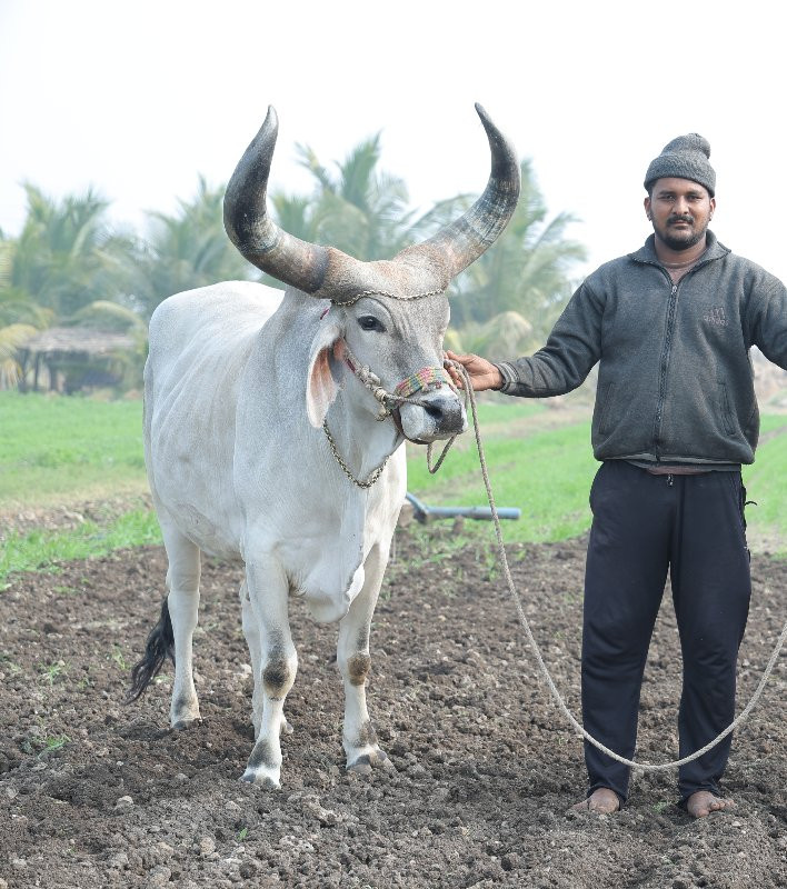 બળદ વેચવા ના સે