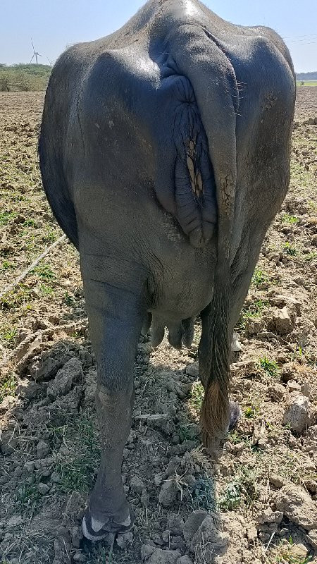 વિપુલભાઈ