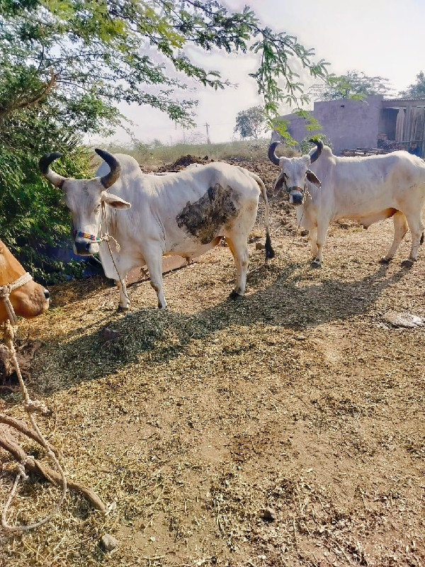 બળદ વેચવાના છે