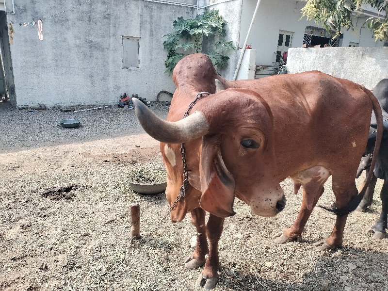 ગીર ગાય વેચવાની...