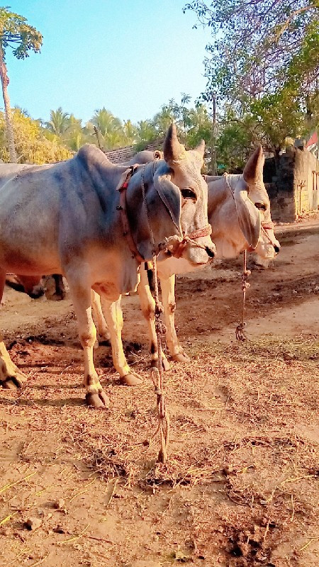 ગોધલા વેચવાના છ...