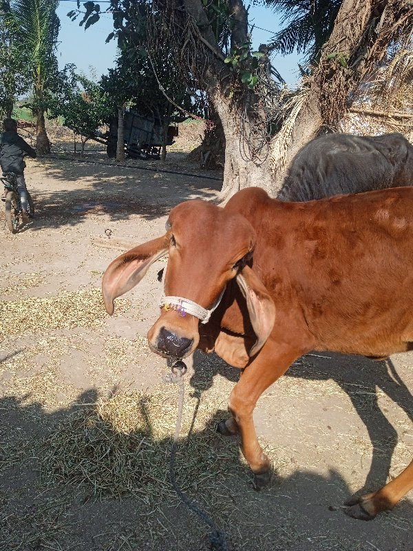 ગીર વાછડી વેચવા...