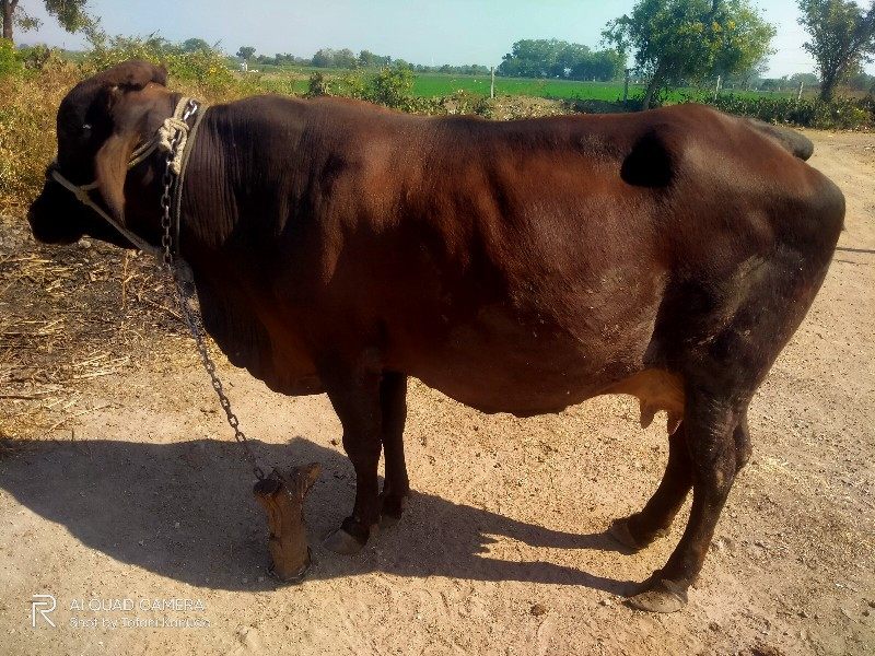 ગિર કોસ ગાય વેચ...