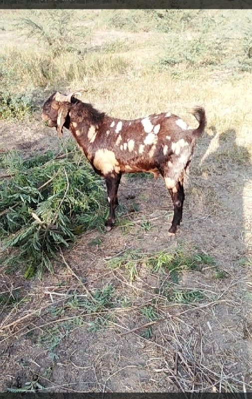 બોકડો વેચવાનો છ...