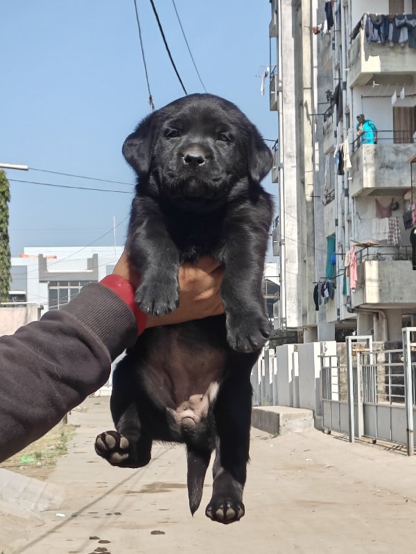 black Labrador...