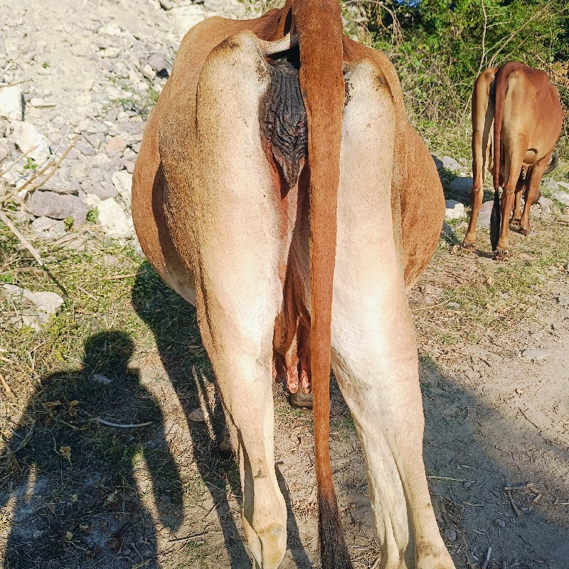 ગાયો વેચવાની સે