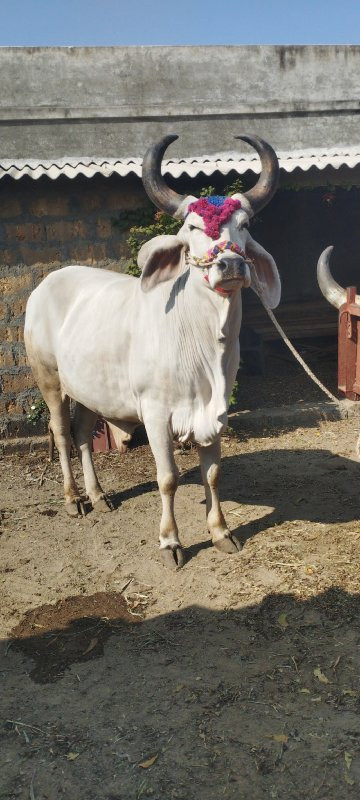 બડદ વેચવા ના છે...