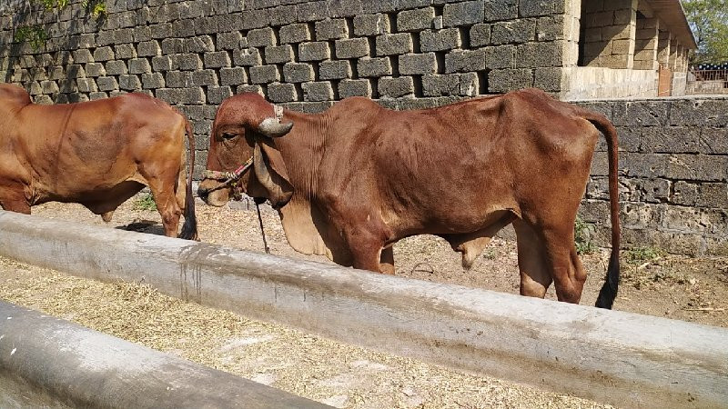 આ ગોધલો વેચવાનો...