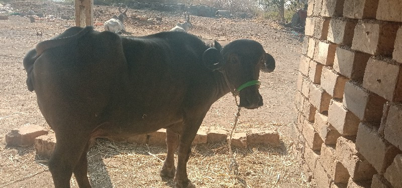 ભેંસ વેચવાની છે