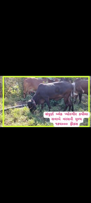 ગીર વાછડીઓ