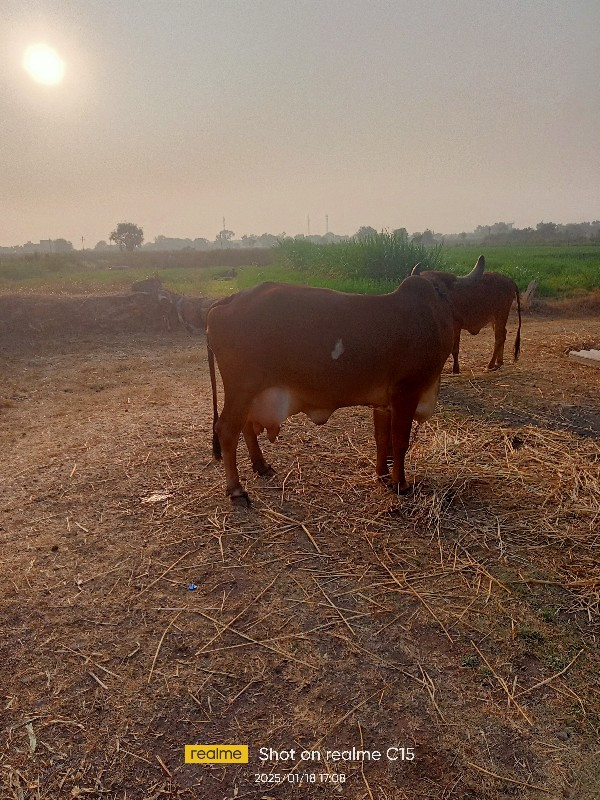 બીજુ વેતર