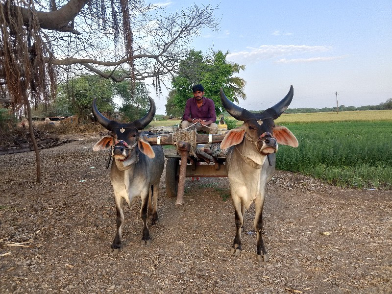 જાંબા બળદ વેચવા...