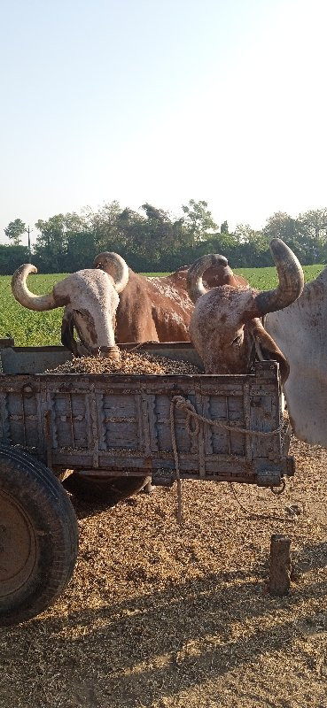 બધીજવાબદારી