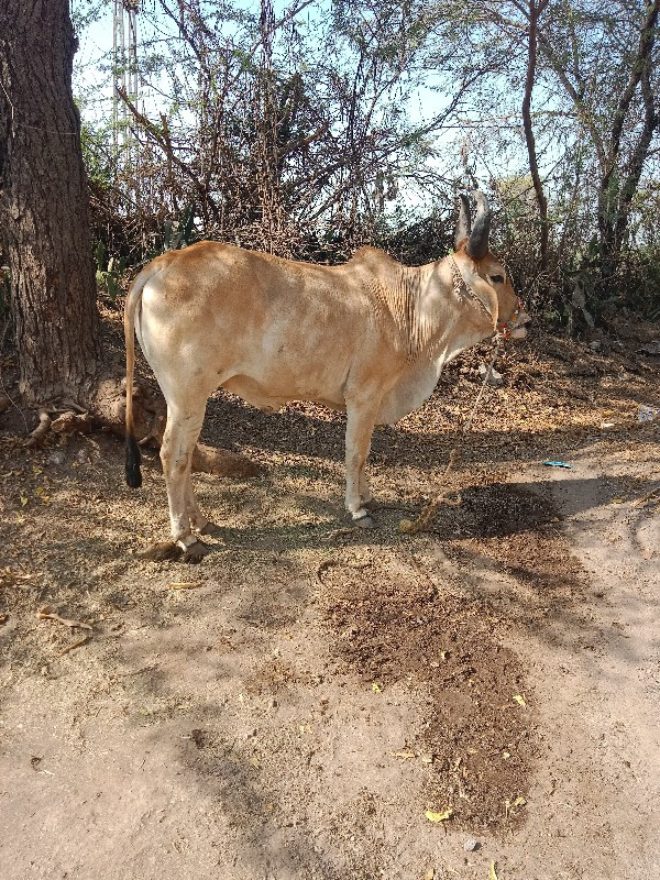 ઘોધલો વેચવા નો...