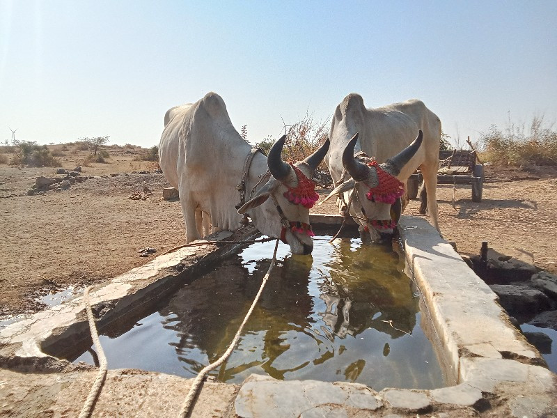 બળદ વેચવાના છે