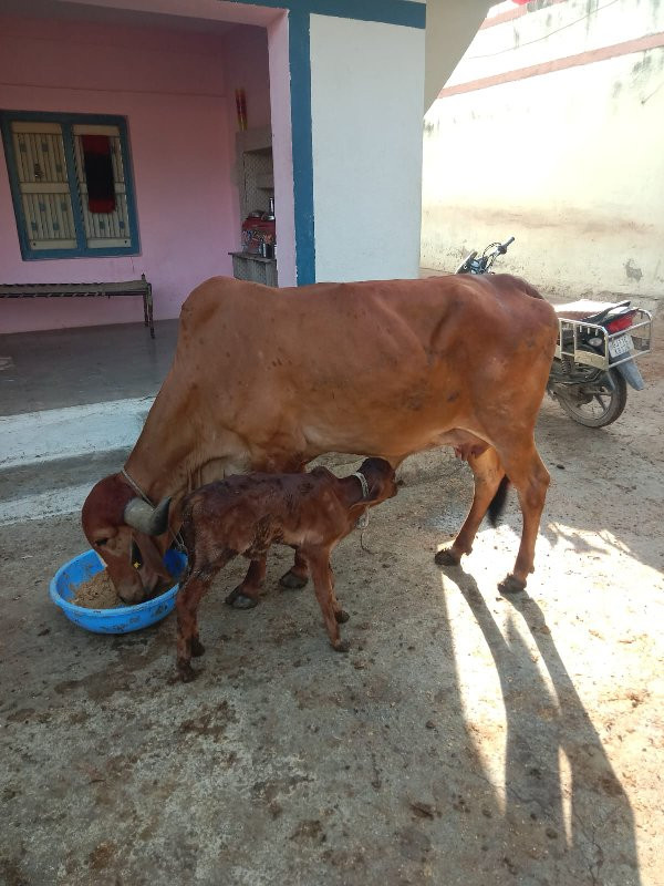 ગાય વેચવાની છે