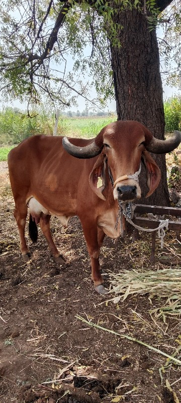 ગીર ગાય વેચવાની...