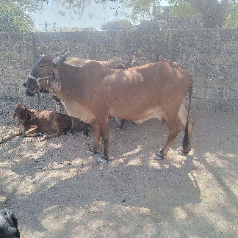 ગાય વેચવાની