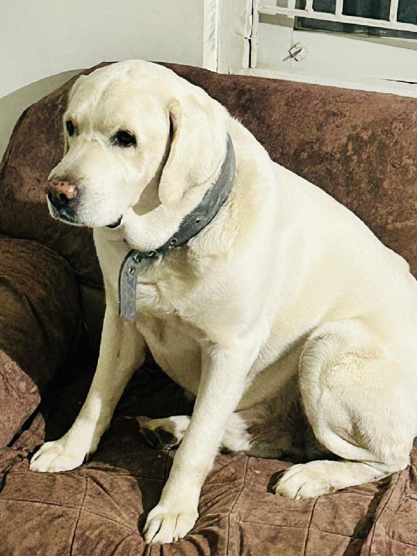 Labrador female