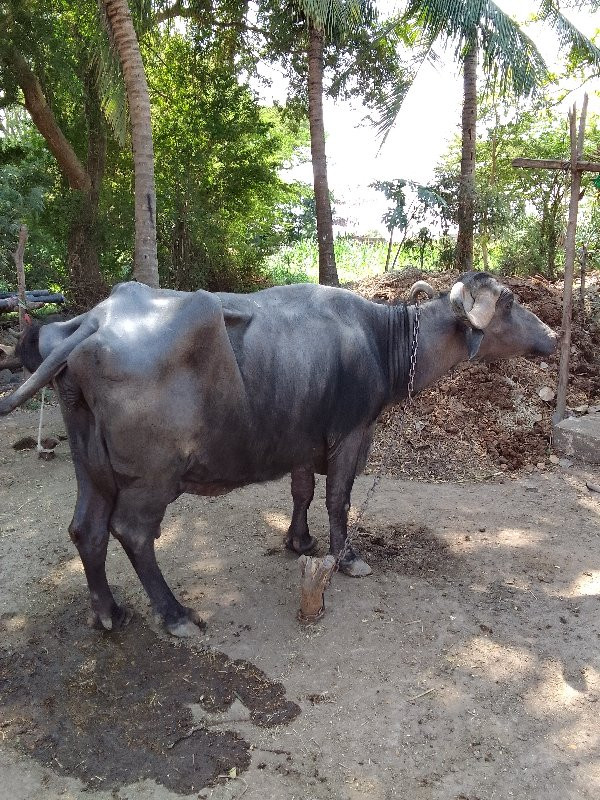 આ ભેંસ વેચવાની...